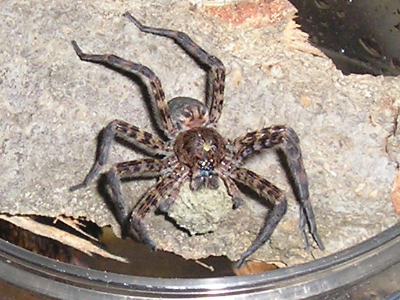 Basement dweller