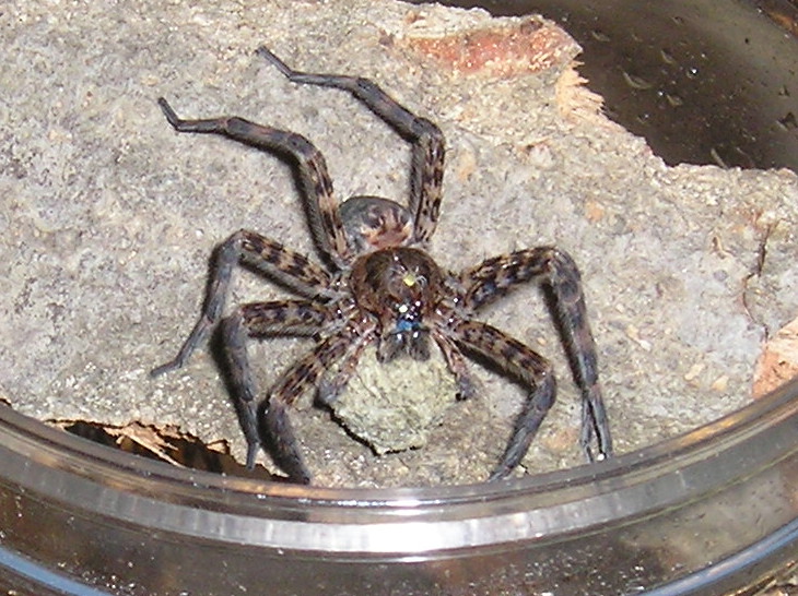 Basement dweller