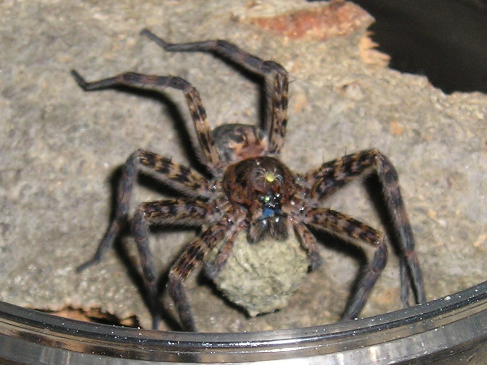 Basement dweller