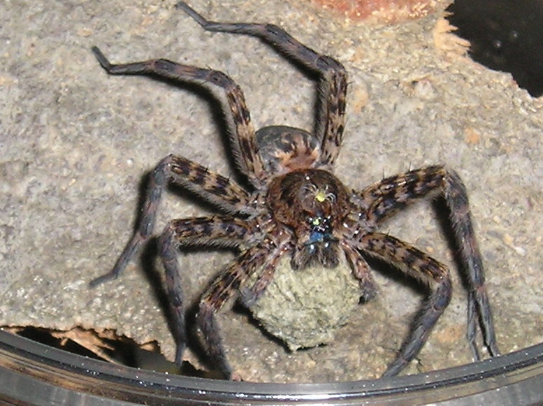 Basement dweller