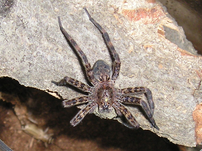 Basement dweller