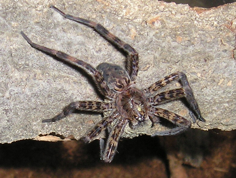 Basement dweller