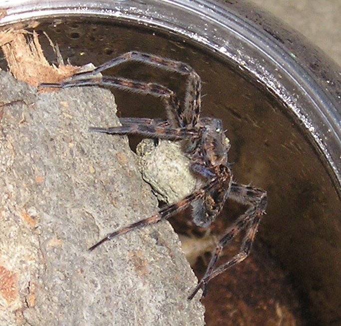 Basement dweller