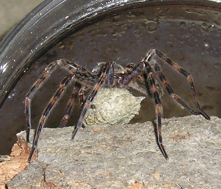 Basement dweller