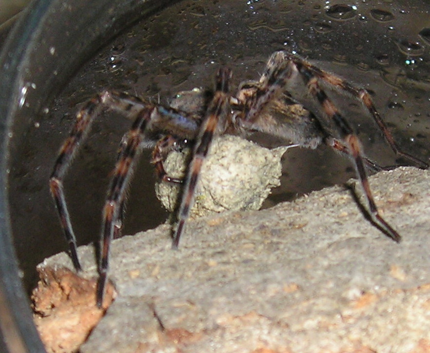 Basement dweller