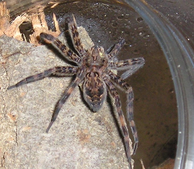 Basement dweller