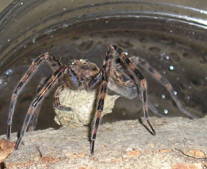 Basement dweller
