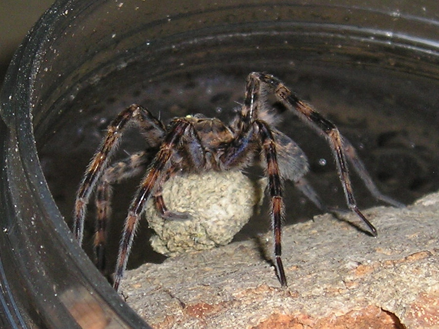 Basement dweller