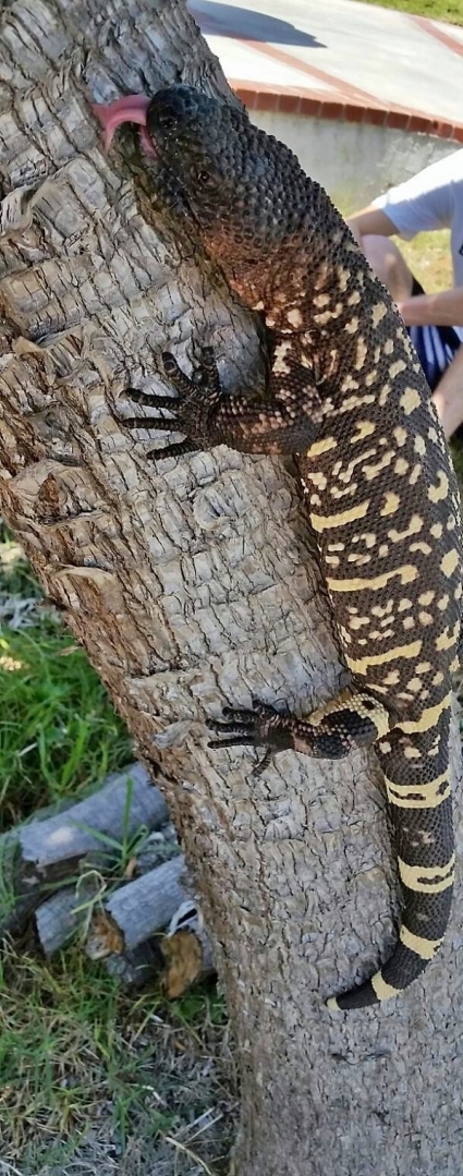 beaded lizard