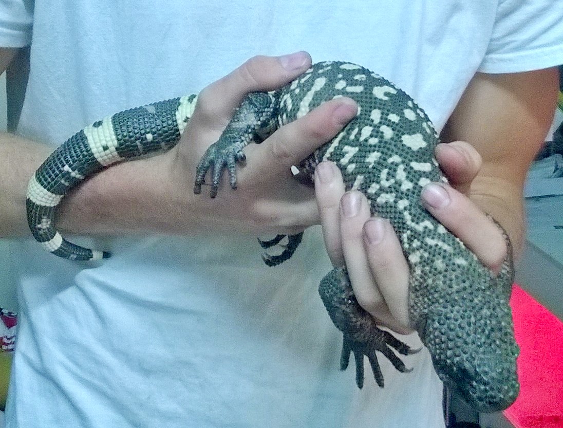 beaded lizard