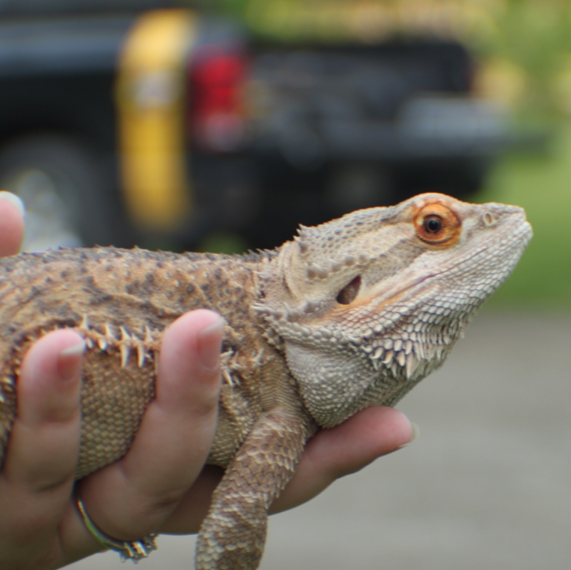 Bearded Dragon