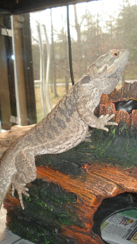 Bearded Dragon