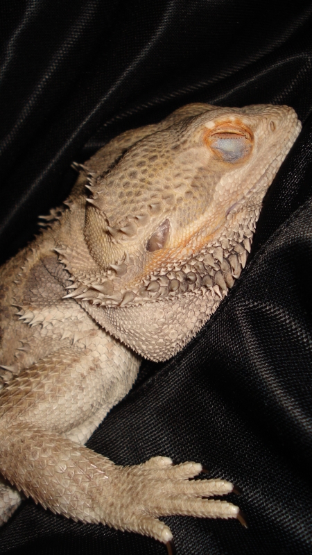 Bearded Dragon