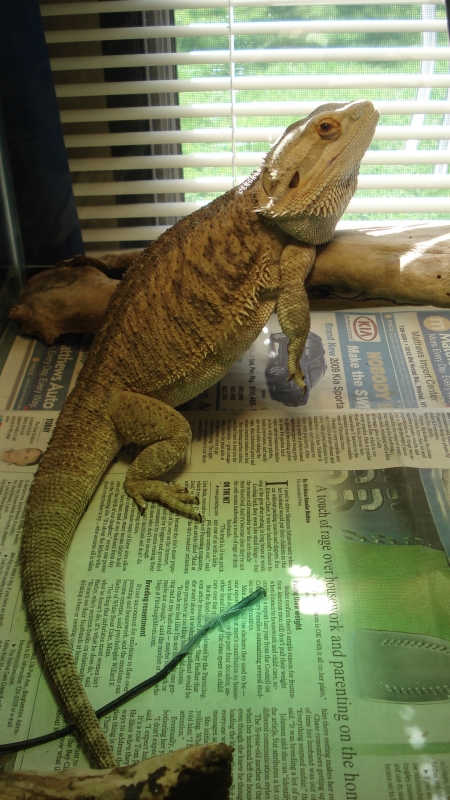Bearded Dragon