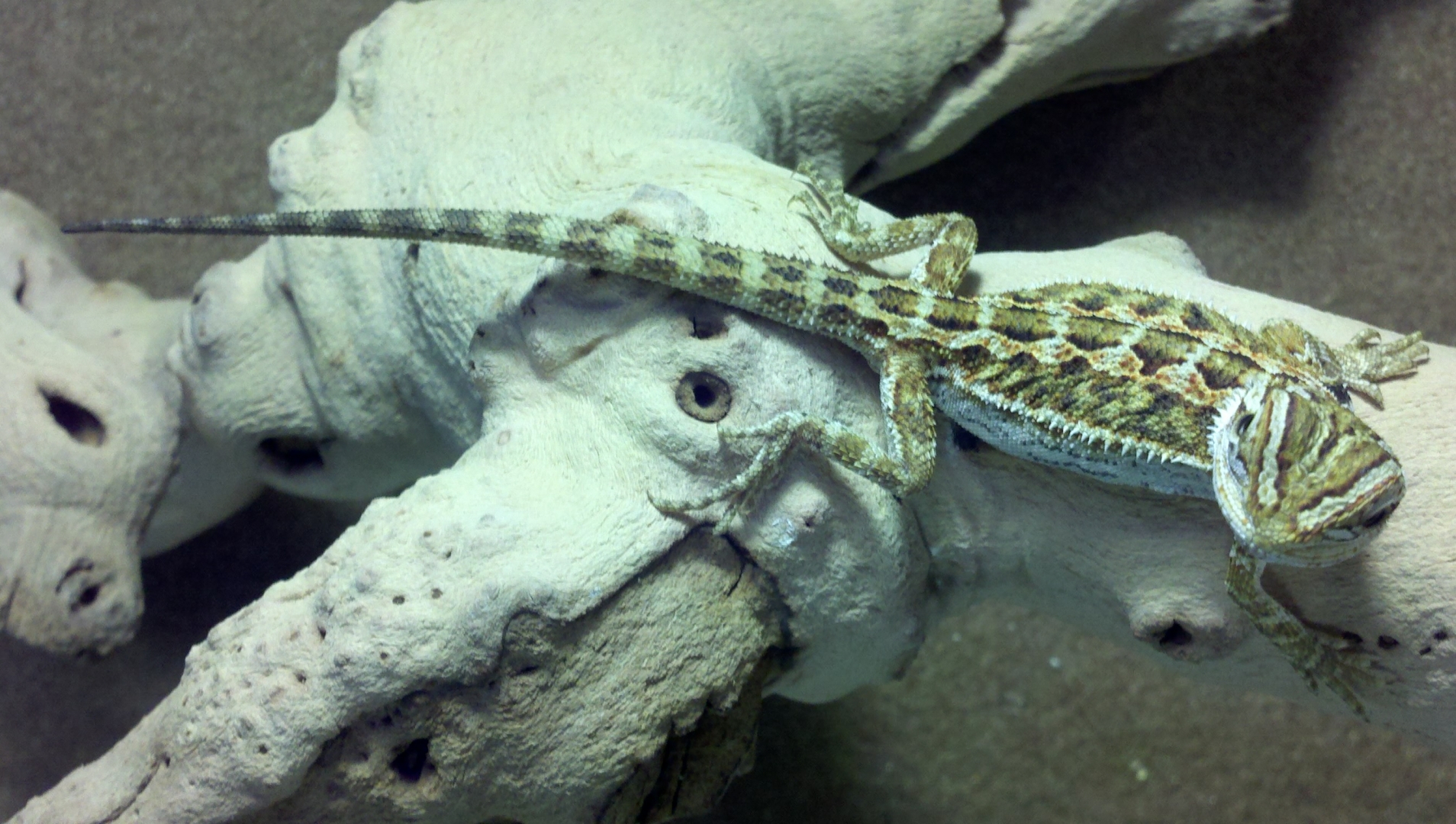 Bearded Dragon