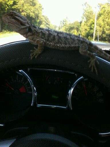 Bearded Dragon