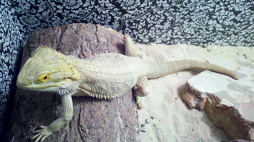 bearded dragons