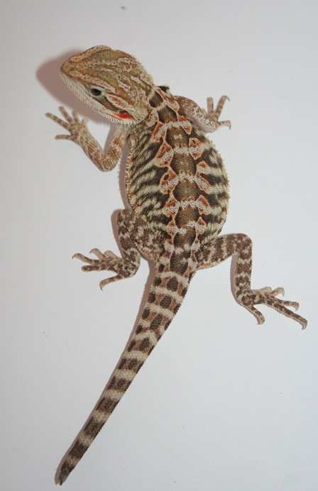 bearded dragons