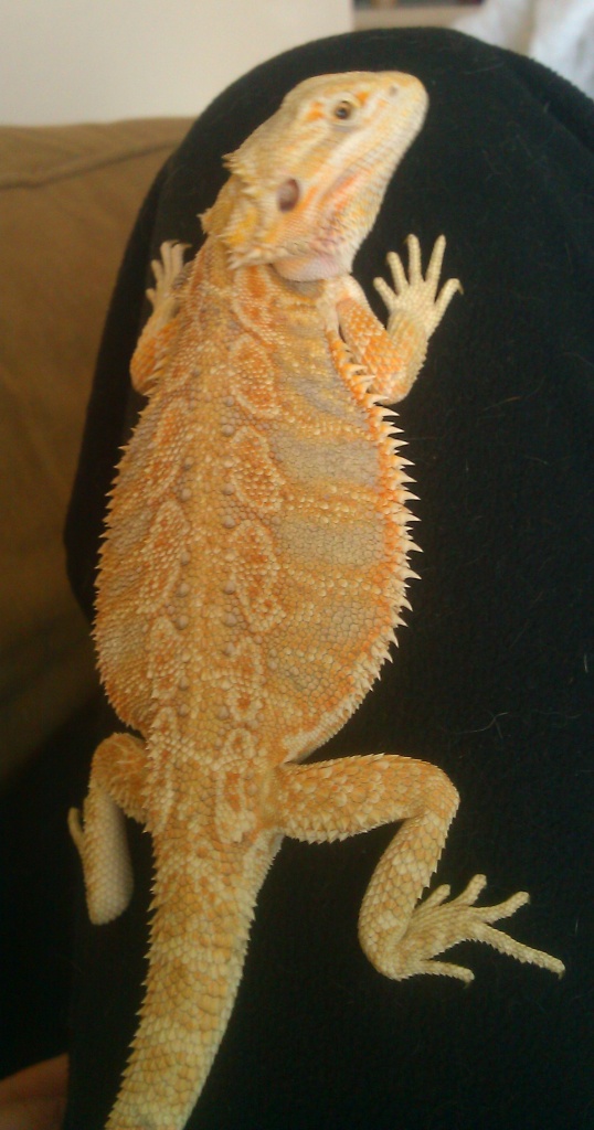 bearded dragons