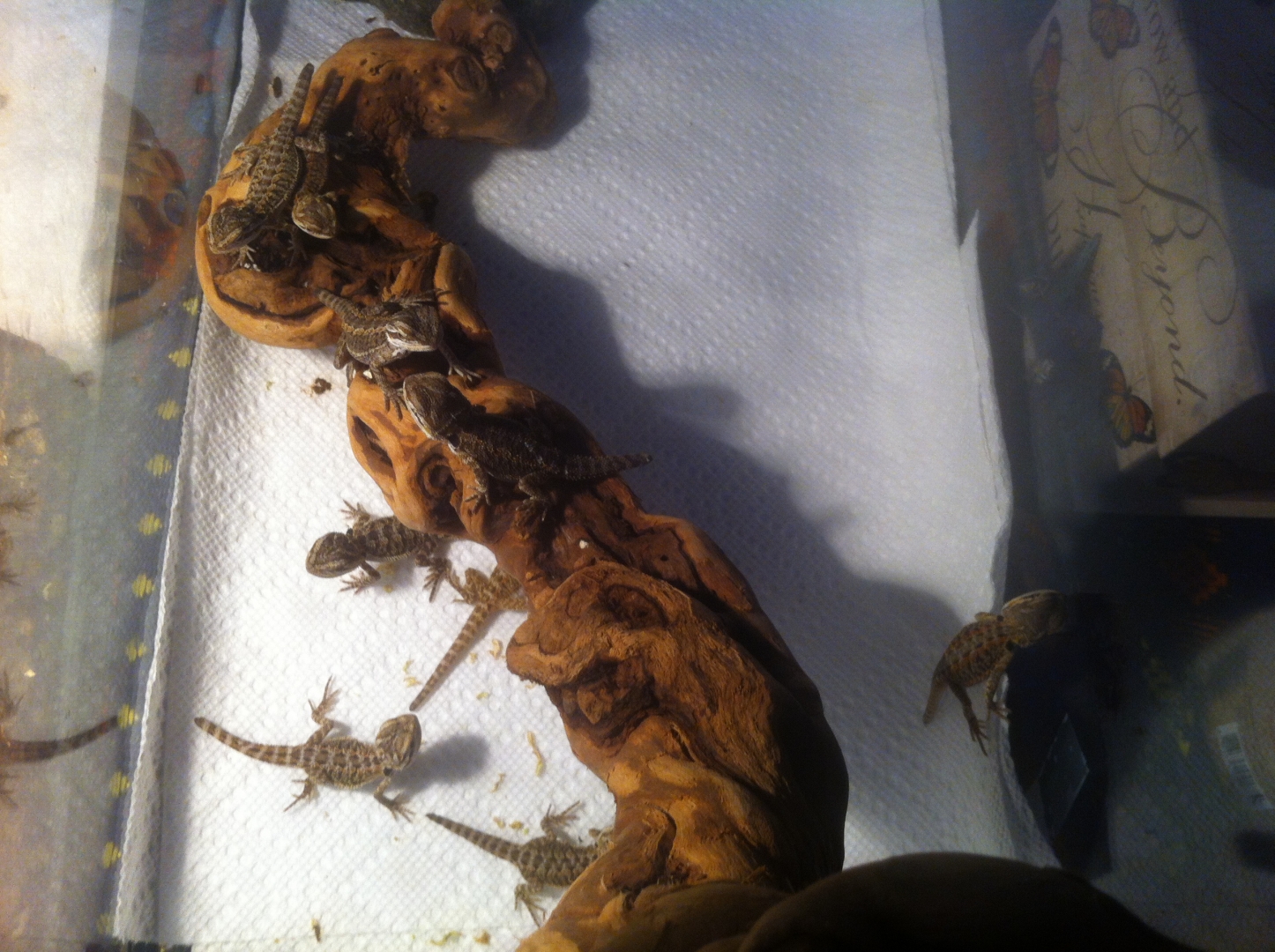 Bearded Dragons