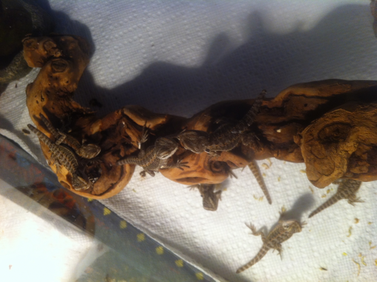 Bearded Dragons