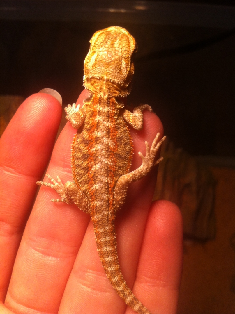 Bearded Dragons