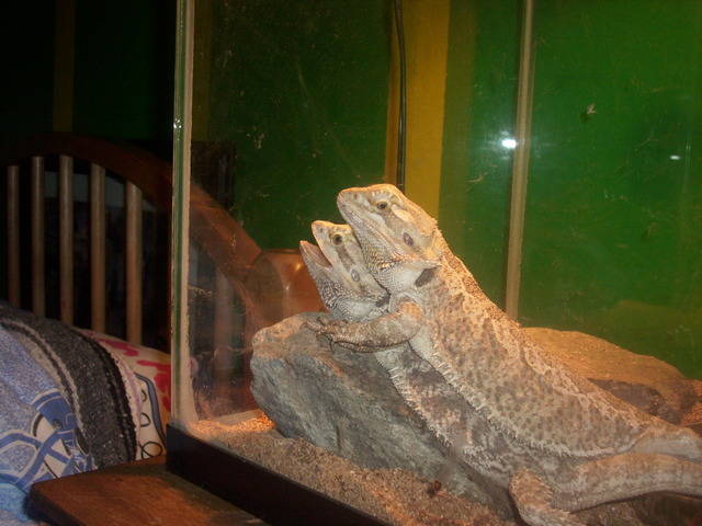 Bearded Dragons