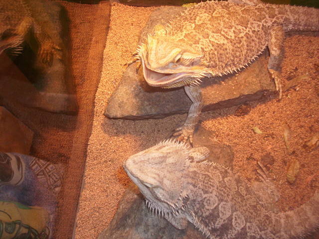 Bearded Dragons