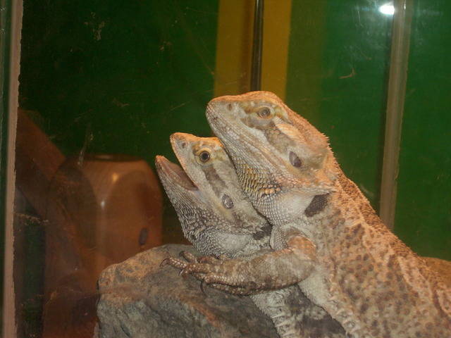 Bearded Dragons