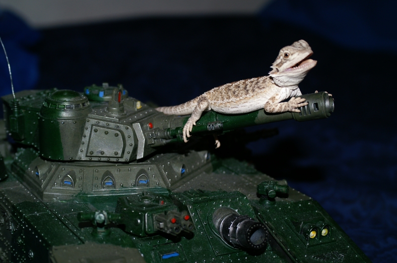 Bearded_dragon_024
