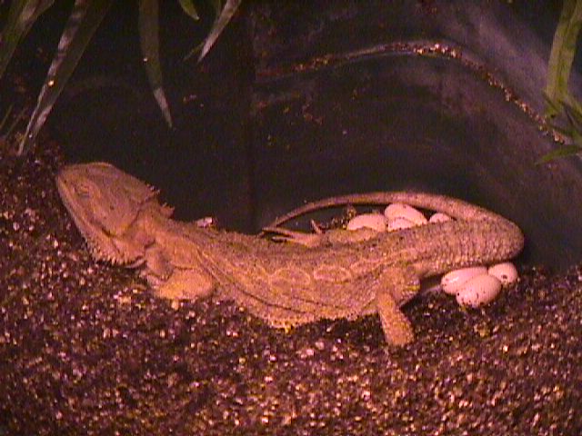 Beardie Laying Eggs
