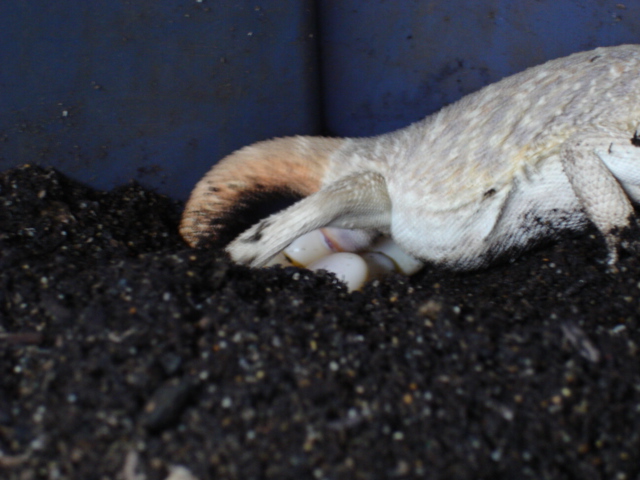 Beardie Lays Her Eggs