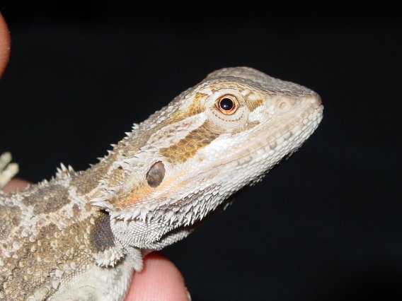 Beardie pic #1