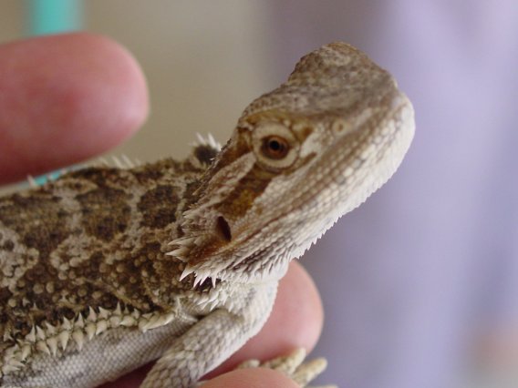 Beardie pic #2