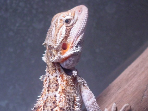 Beardie pic #3