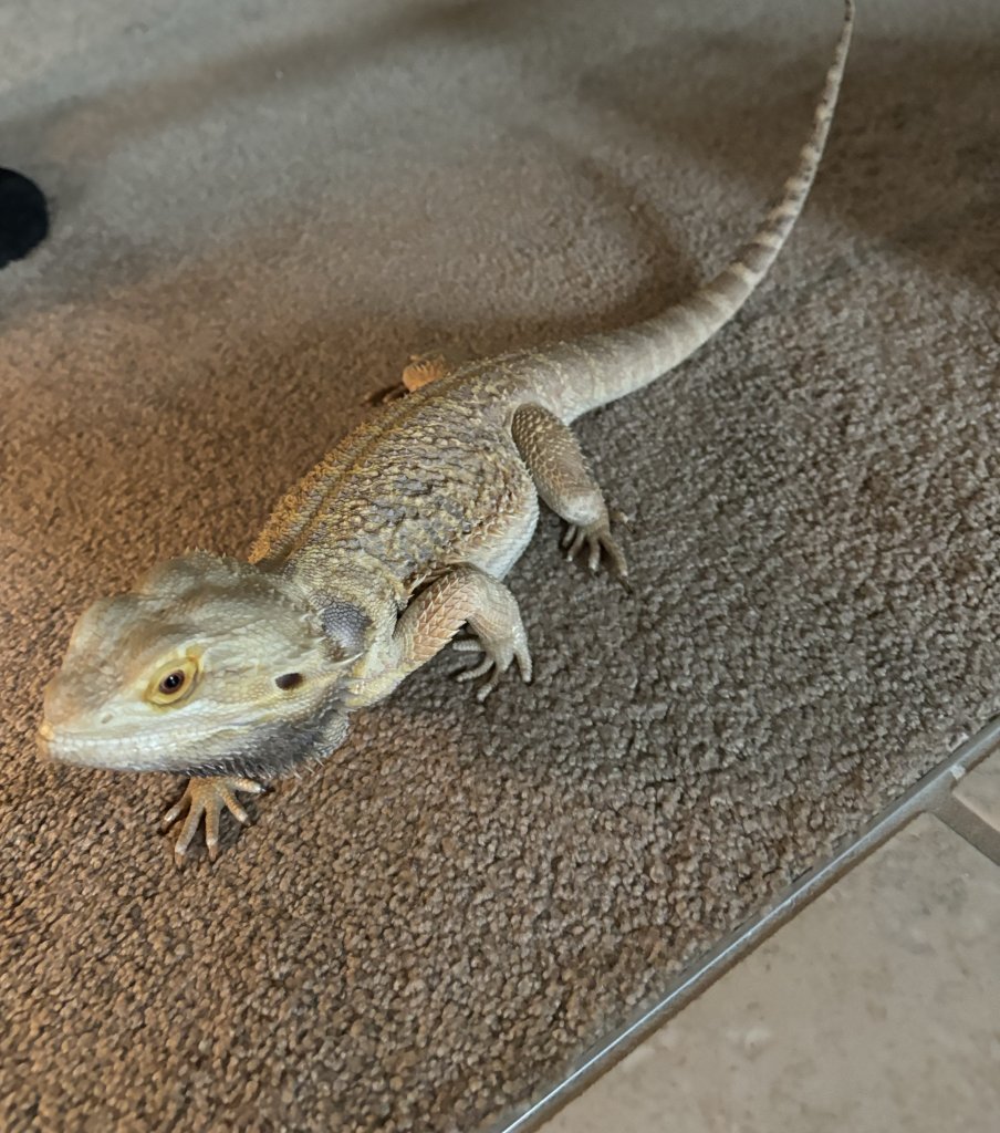 Beardie