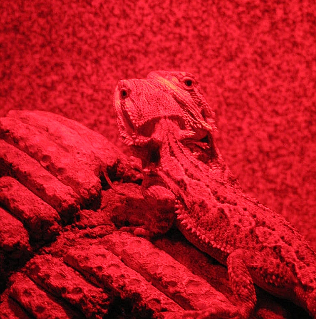 Beardies