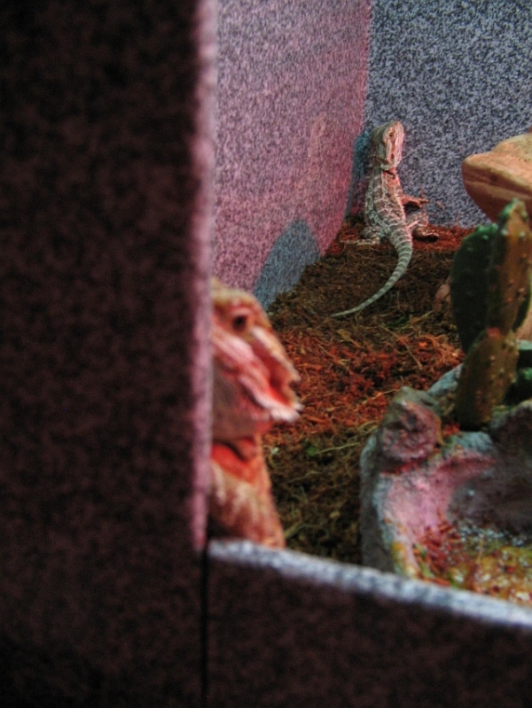 Beardies2