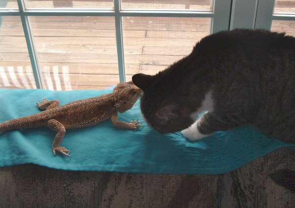beardies_005