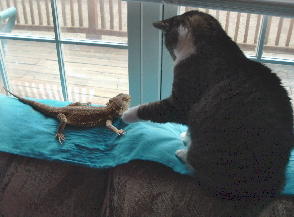 beardies_006
