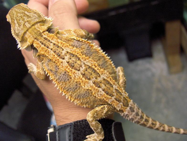Beautiful Juvenile Sunblaze X OrangeSunburst/Citrus