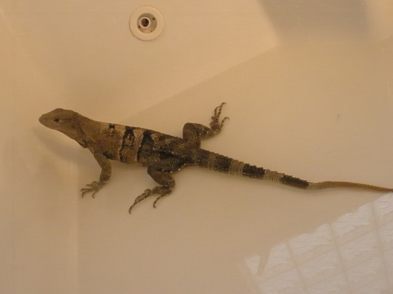 Belize bathing