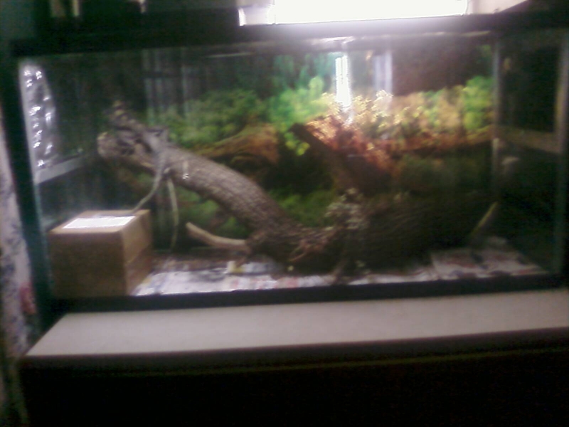 Belize new cage