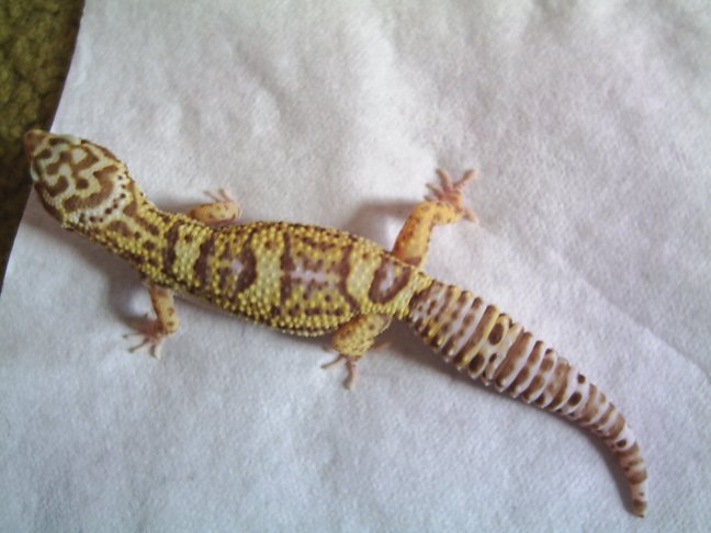 Bell Albino #1
