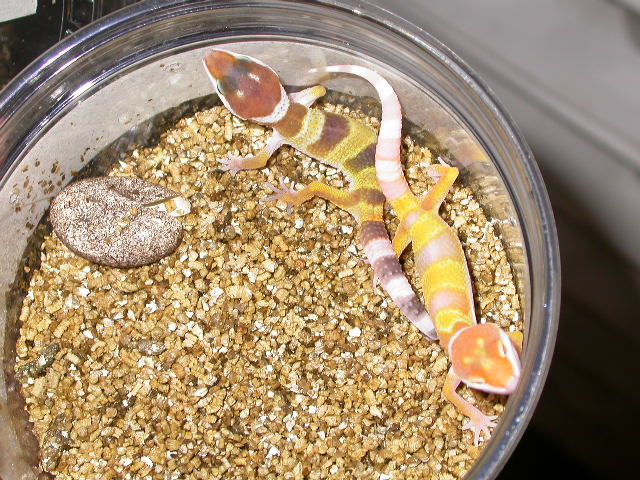 Bell Hybino and Het