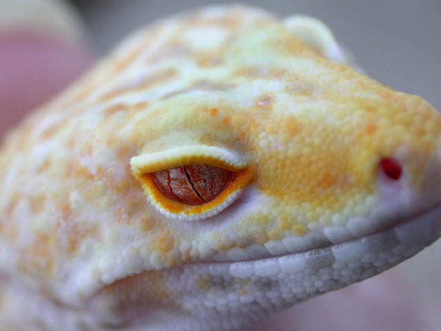 Bell Hybino Eye, Outside no flash