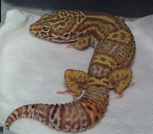 Bell male