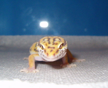 Bell_AlbinoM