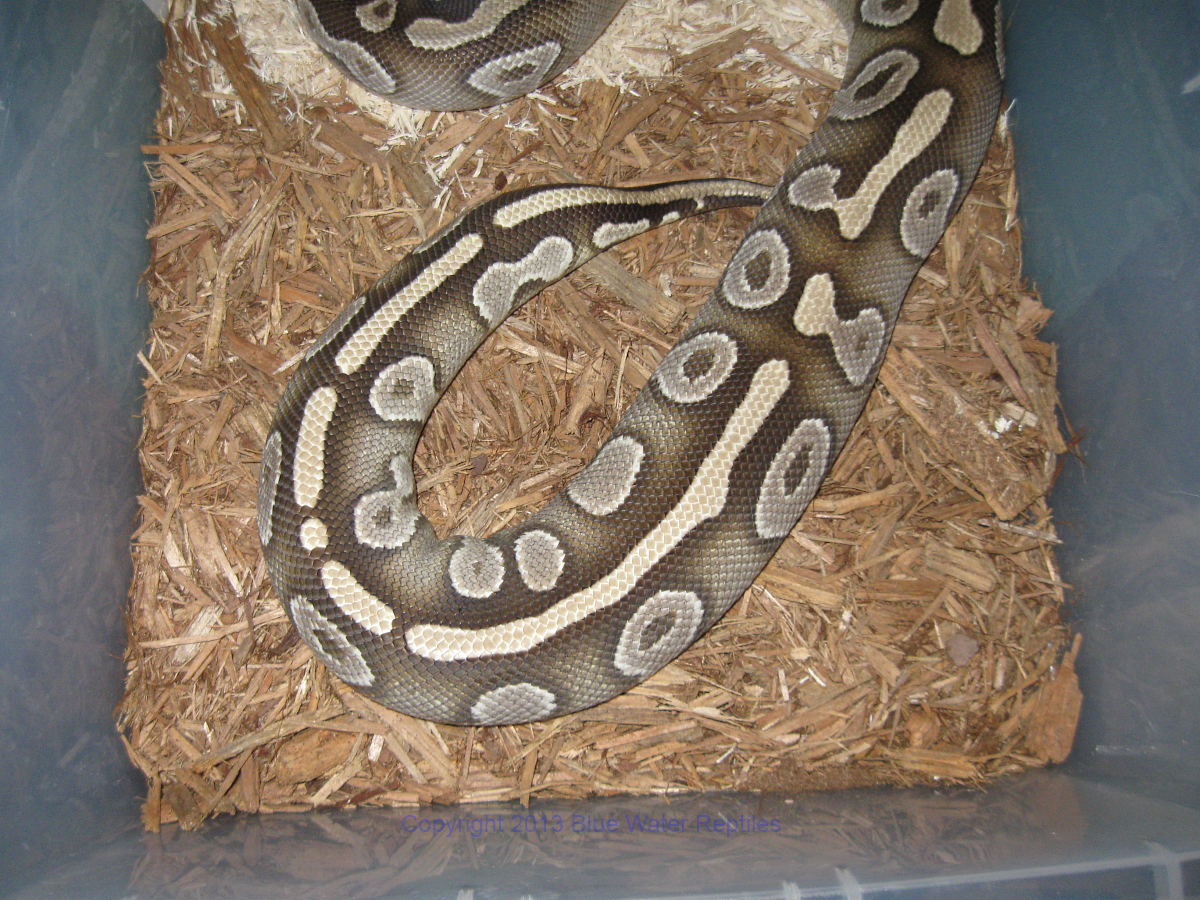 Bella 3-12-2013