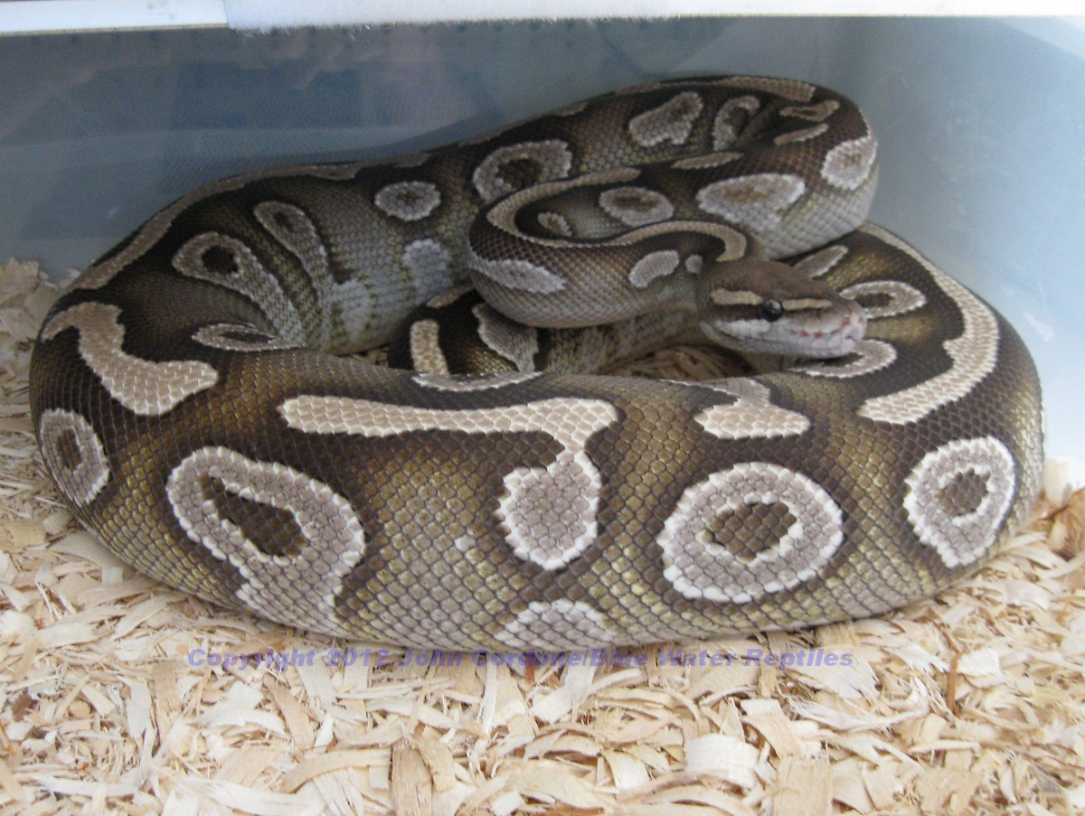 Bella - Female Mojave